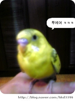 잉꼬 이미지