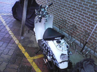 검비 이미지